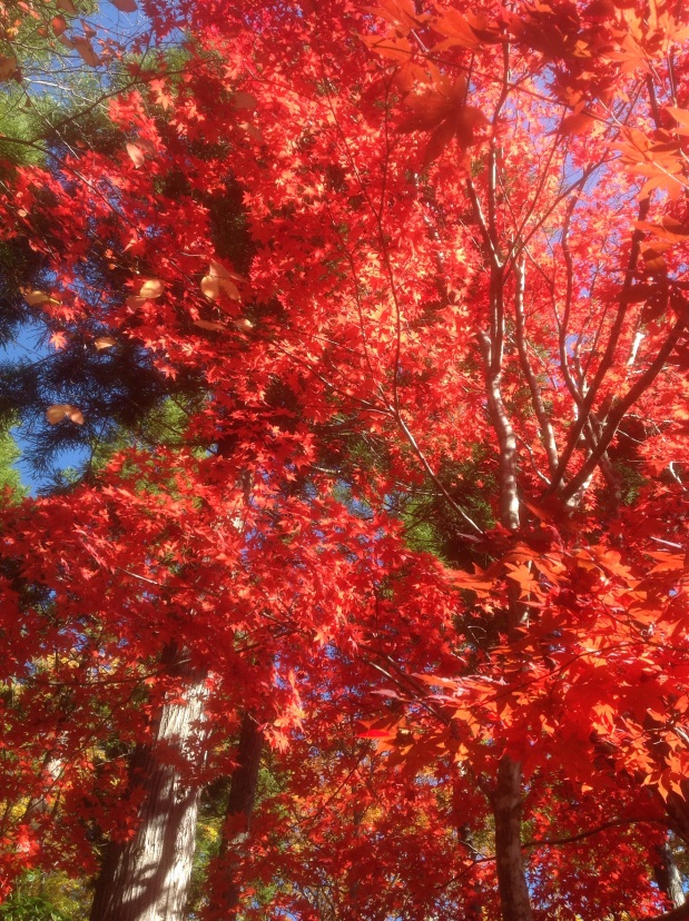 One Autumn Day at Lake Nojiri – Nagano Prefecture, Japan